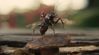 Evo nam Ant-Mana, evo nam čovjeka-mrava! Najmanji Marvelov junak ujedno je i klasno najobespravljeniji, ali barem ima tu sreću da na svoju stranu uspijeva pridobiti ne tehnologiju, nego organske postrojbe mravljih suboraca