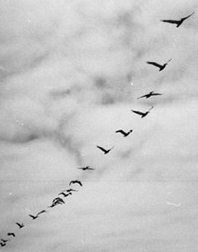 Ptice iznad Srebrenice - Bijelo